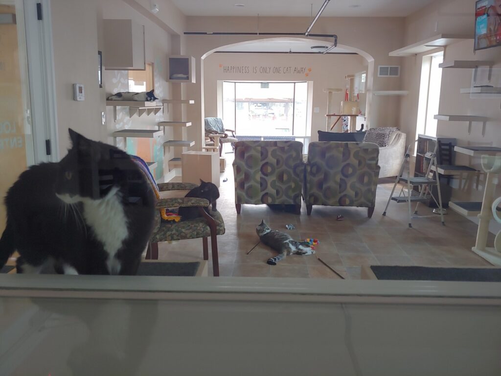 Coffe Cats Cafe In Valley Junction